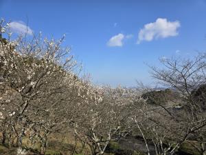 梅林園　梅