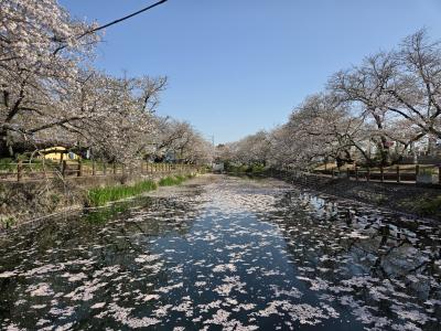 花筏