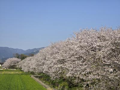 吉田