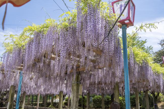 禎祥寺　藤の花