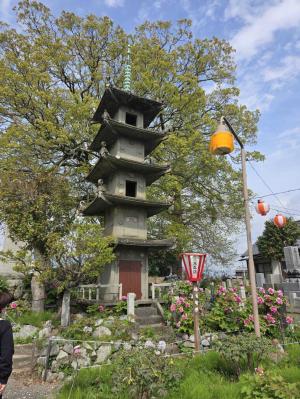 法安寺　牡丹