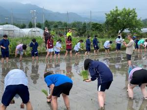 田植え