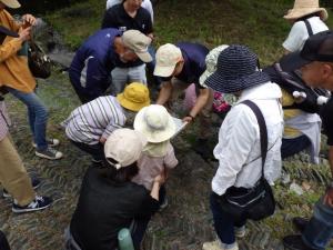 3.カワニナの観察