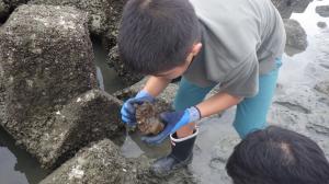 干潟調査写真②