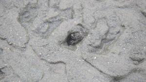 干潟調査写真⑤