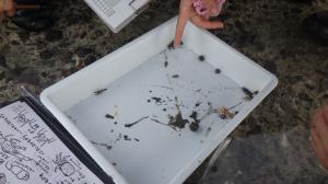 干潟調査写真⑧