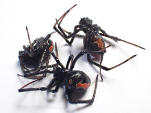 今回発見されたセアカゴケグモ