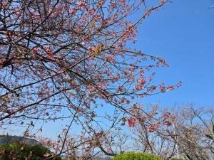 早咲き(見頃過ぎ)