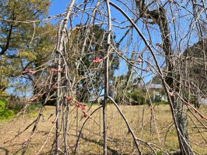 シダレサクラ(蕾)