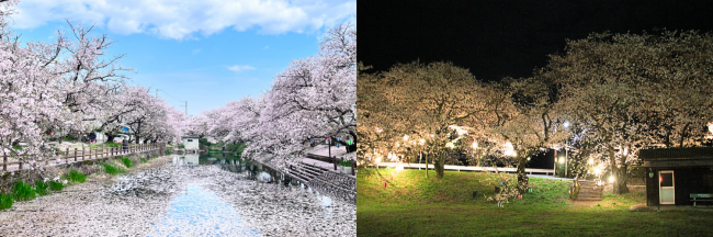 ひょうたん池桜
