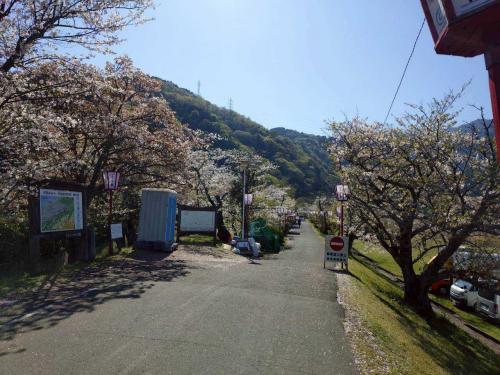 武丈公園桜散り始め