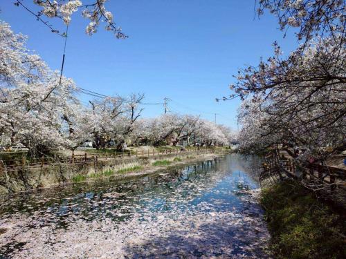 ひょうたん池桜散り始め