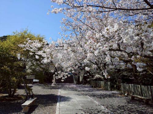 久妙寺桜散り始め