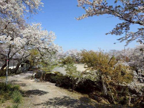 久妙寺桜散り始め