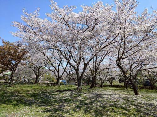 小松中央公園桜散り始め