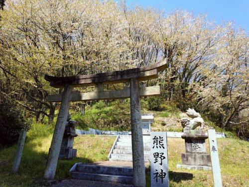 熊野神社桜見頃過ぎ