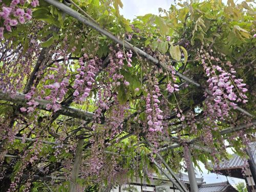 長福寺ふじ見頃過ぎ