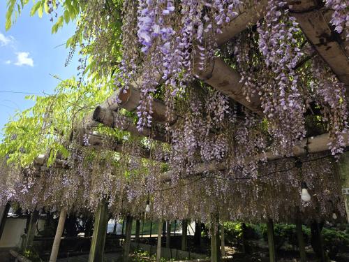 禎祥寺ふじ見頃過ぎ