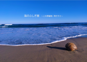 海のふしぎ展写真