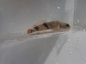 青空教室の際に採取した川の魚です。
