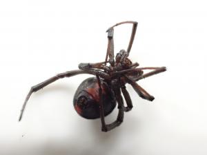 今回発見されたセアカゴケグモ