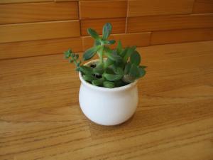 多肉植物の寄せ植え