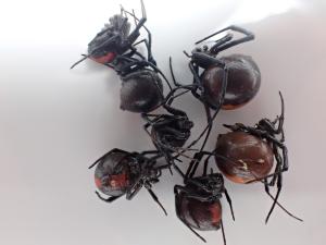 今回発見されたセアカゴケグモ