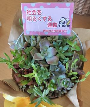 多肉植物２