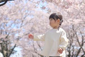 サクラ