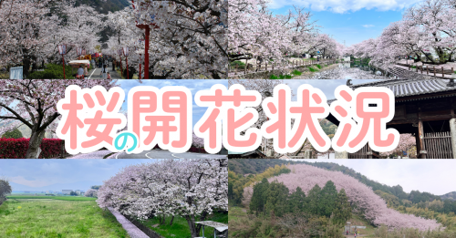 桜の開花状況